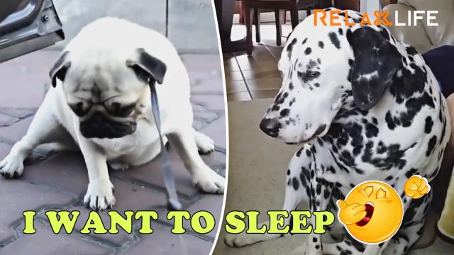 What do dogs look like when they feel asleep.