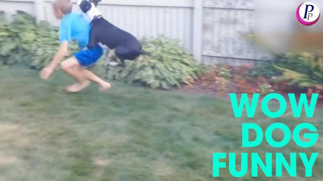 Funny puppies