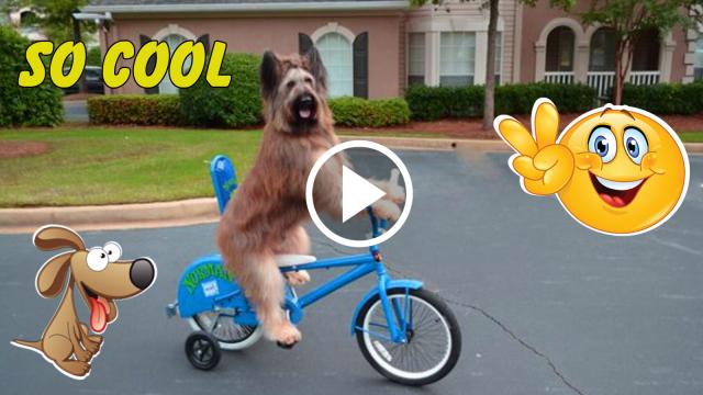 World's most talented animal!