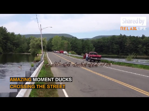 The Duck Parade