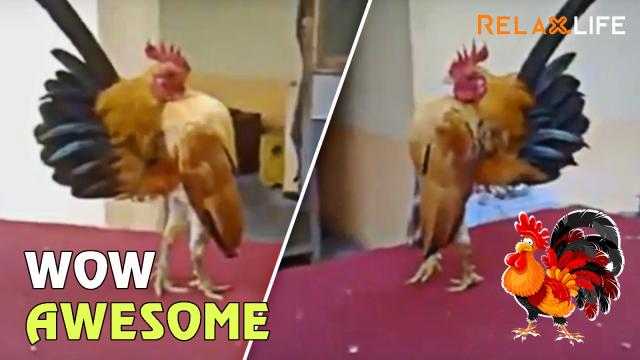 Rooster has a sport athlete's body