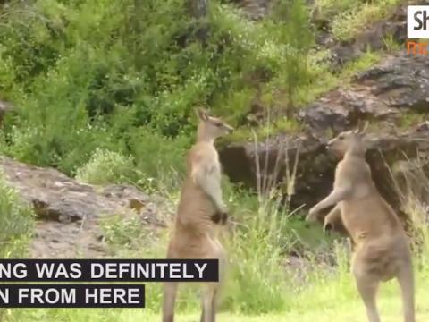 Get Ready For A Boxing Match Not Like Any Other