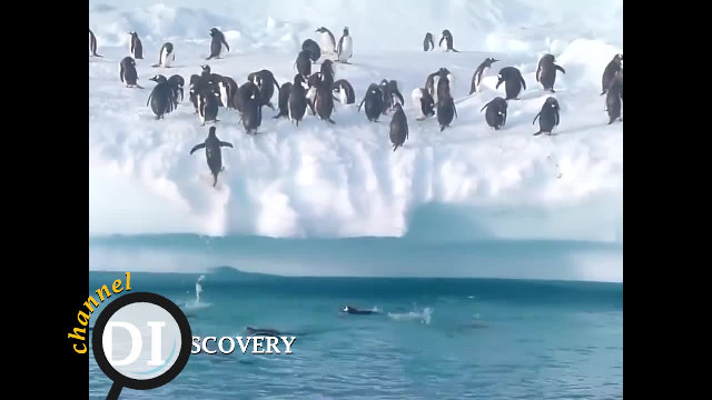Penguins' fun in Antarctica