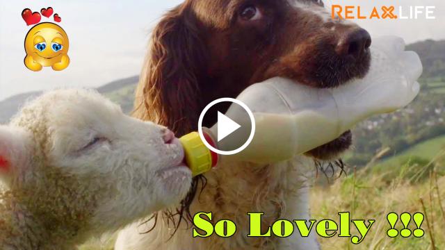 baby animals drink milk so cute.