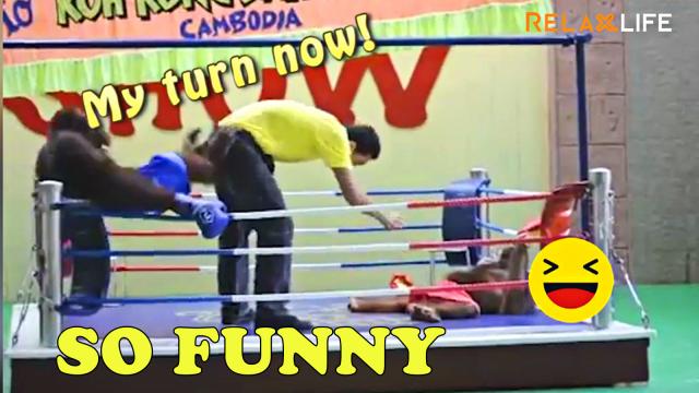 Monkey pranks