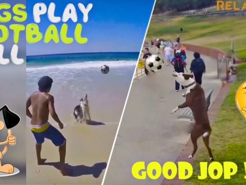 Dog Can Be A Wonderful Football Player