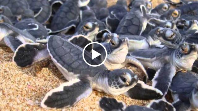 Bringing baby turtle back to their homeland.