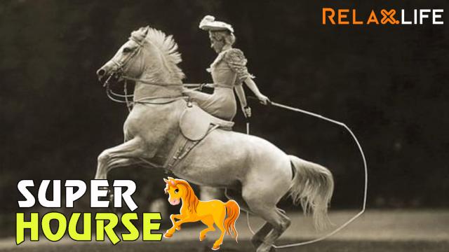 Amazing skipping horse