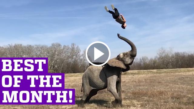 Little elephant helps his owner pick the fruit for him