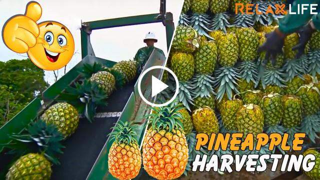 Làm nông nghiệp chưa bao giờ dễ dàng như vậy - Phần 7