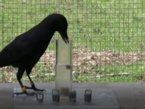 Animals Are Smarter Than We Think