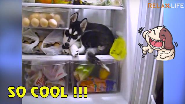Cute dogs love to sleep in the fridge.