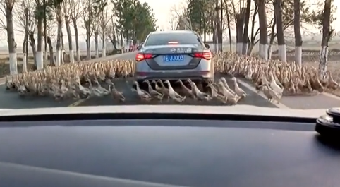 Lạ lùng cảnh hàng trăm con vịt đi vòng quanh chiếc xe ô tô