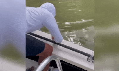 Video: Du khách suýt mất mạng vì bị cá mập cắn tay, kéo xuống nước