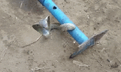 Video: Cố chui vào ống sắt dài 1,8m, rắn hổ mang chúa nhận cái "kết đắng"