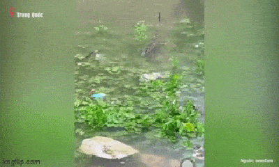 Video: Hơn 70 con cá sấu sổng chuồng bơi " tung tăng" trong sân nhà