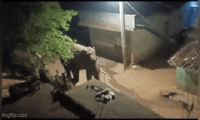 Video: Khu dân cư hỗn loạn vì voi rừng bất ngờ “ghé thăm"