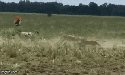 Video: Màn “truy sát” ngựa vằn siêu kịch tính của bầy sư tử