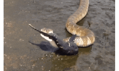 Video: Nổi da gà chứng kiến cảnh rắn nước ăn thị cá bống tròn