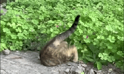 Chú mèo có thể "xuyên đất" một cách kỳ diệu, khó tin