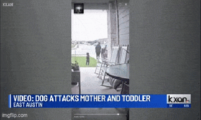 Kinh hoàng cảnh hai mẹ con bị chó Pitbull tấn công trước cửa nhà