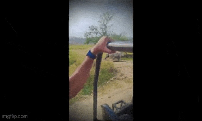 Video: Tê giác bất ngờ lao thẳng vào ô tô chở du khách