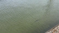 Cận cảnh đàn cá heo khổng lồ rượt đuổi đàn cá đối gần bờ