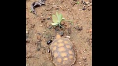 Kịch tính cuộc chiến không cân sức giữa bọ ngựa với rùa