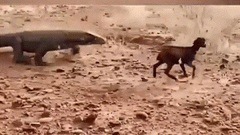 Video: Rồng Komodo nuốt chửng con dê trong tích tắc