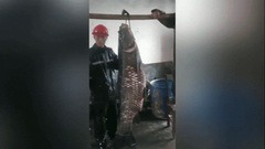 Video: Cá trắm đen khổng lồ nặng 73kg "sa lưới" ngư dân Trung Quốc